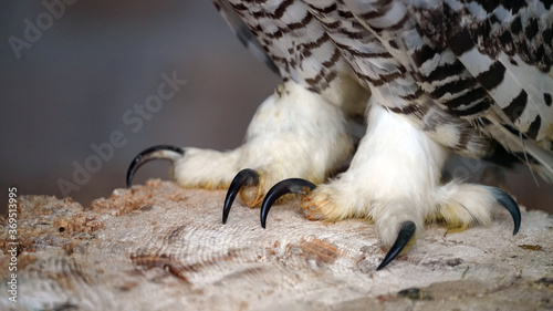 the deadly claws from a snow owl, bubo scandiacus photo