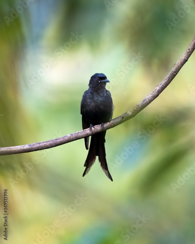 Black Drongo on a perch