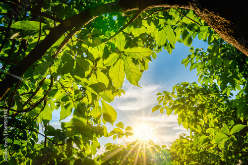 sun shining through the frame green leaves with ray of light in the forest