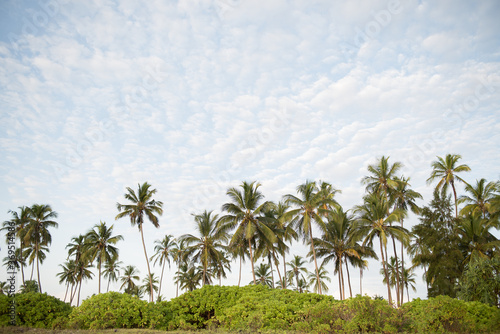 A forest of palm trees on a sunny day in Zanzibar