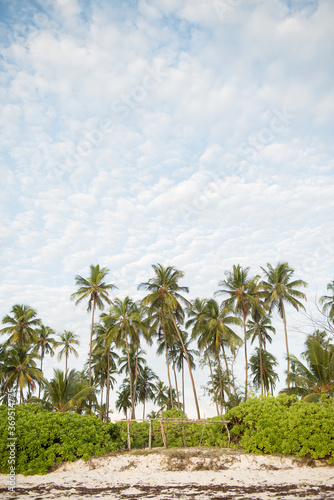 A forest of palm trees on a sunny day in Zanzibar