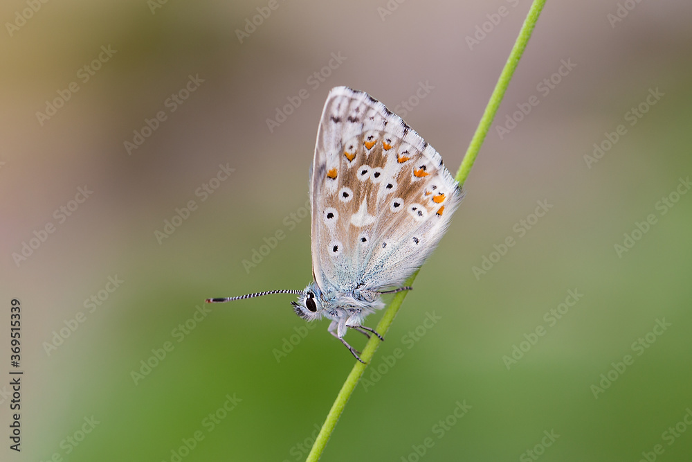 Chalkhill blue - Polyommatus (Lysandra) coridon is a butterfly in the family Lycaenidae.