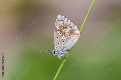 Chalkhill blue - Polyommatus (Lysandra) coridon is a butterfly in the family Lycaenidae. © Simon Kovacic