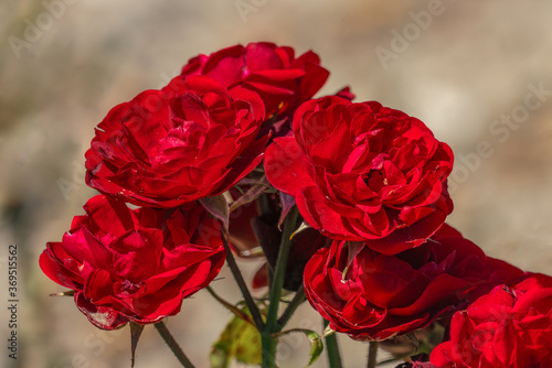 colourful close up of several red rose flower heads of the german lavaglut rose with bokeh background