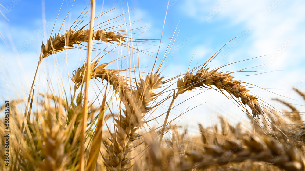 Golden ripe spike or ears of wheat in summer evening farming - countryside and agriculture landscape Golden ripe spike or ears of wheat in summer evening farming - countryside and agriculture landscape