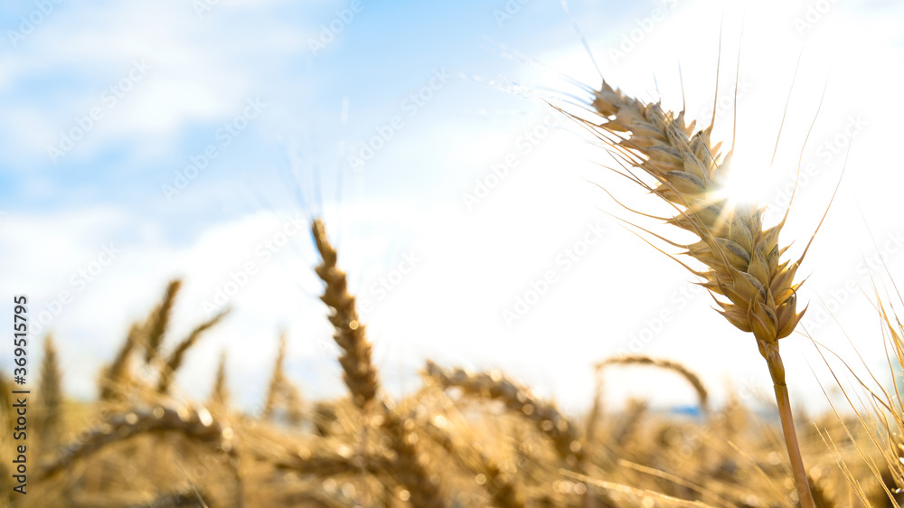 Ripe Spike or ears of wheat in summer evening farming - countryside and agriculture landscape. Ripe Spike or ears of wheat in summer evening farming - countryside and agriculture landscape.