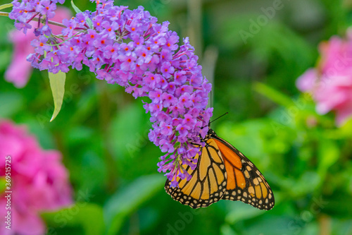 Photography Orange Monarch Butterfly perched on purple butterfly bush in garden on sunny sum