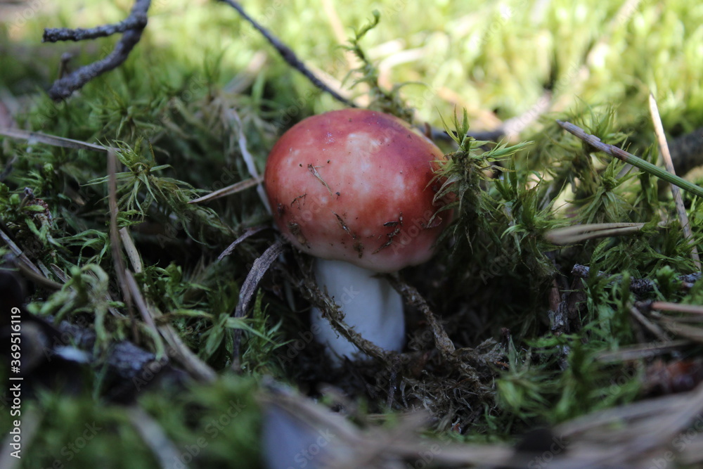 forest mushroom boletus Russula growing in the moss brown with red cap and white stalk forest food environment a healthy lifestyle