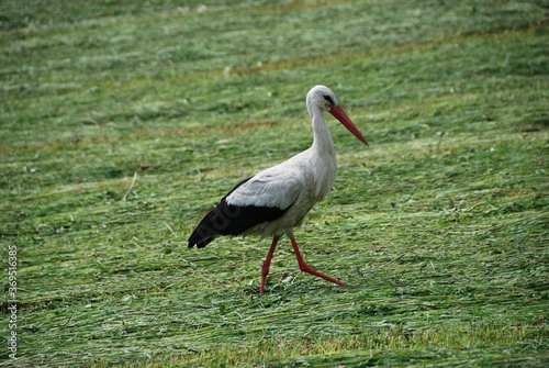 White stork (Ciconia ciconia) walking on a green meadow in Poland