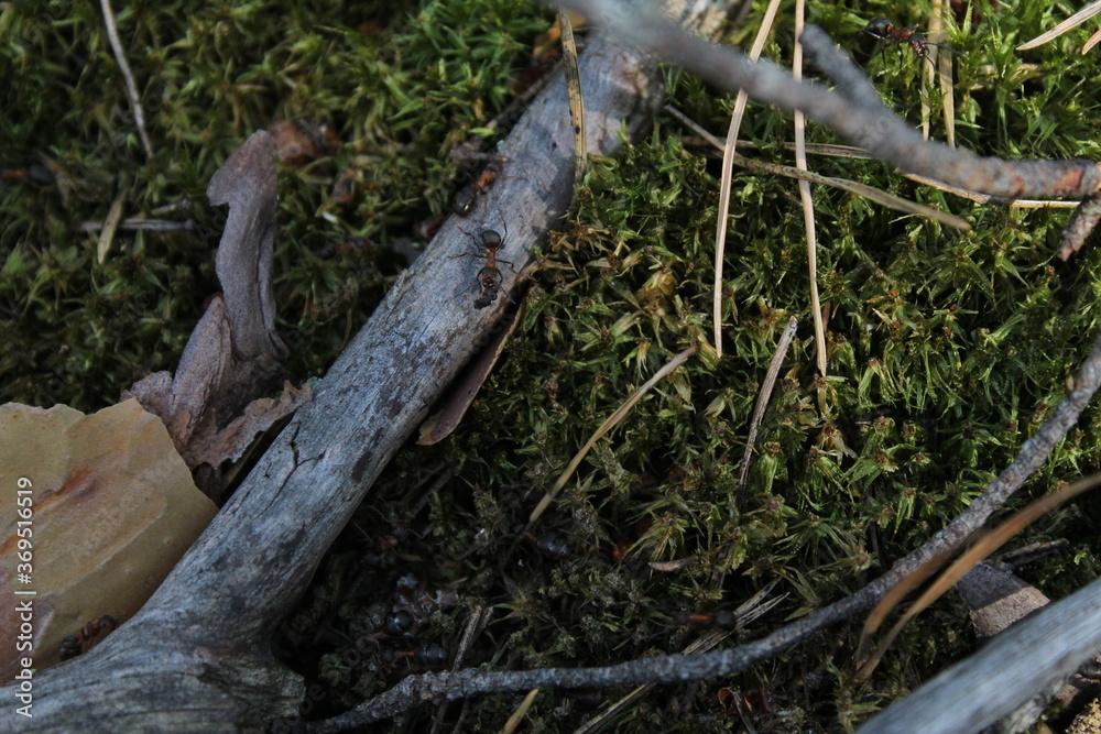 big forest ant on a stick dry in the forest big forest ant on a stick dry in the forest