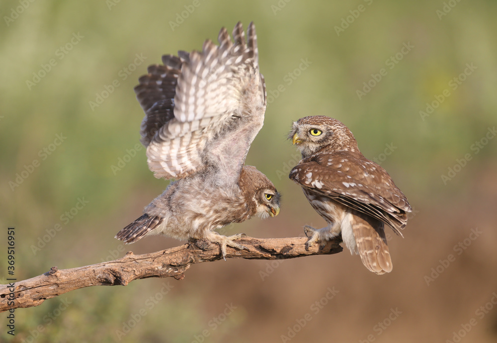 Fototapeta premium Adult birds and little owl chicks (Athene noctua) are photographed at close range closeup on a blurred background. 