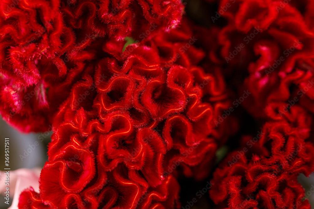 Cellocytic comb flower in full bloom. Close-up. Macro photography. The concept of aesthetics and beauty.