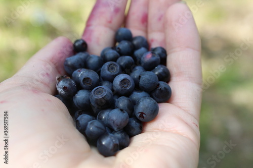 blue forest berries blueberries or blueberries in the hand in the palm close up berry Assembly picker manual Assembly