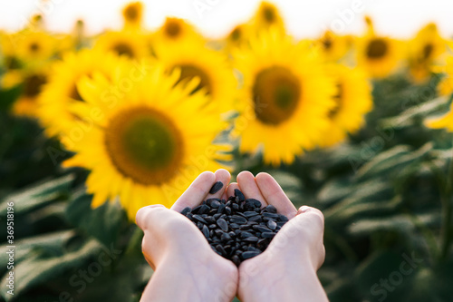 Sunflower seeds  in hands on sunflower field background.