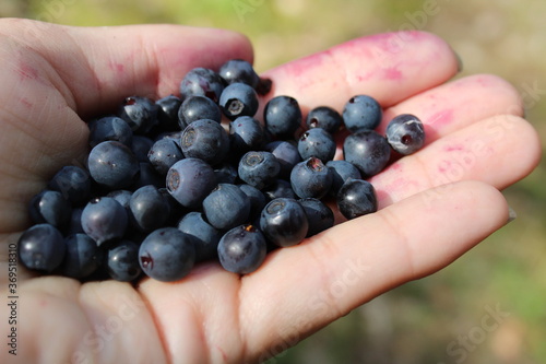 blue forest berries blueberries or blueberries in the hand in the palm close up berry Assembly picker manual Assembly