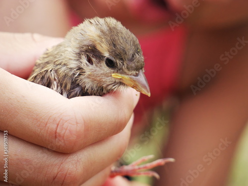 Close-up of a sparrow held in a child's hands © Life pics