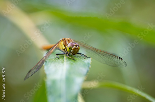 bright dragonfly resting on green leaves photo