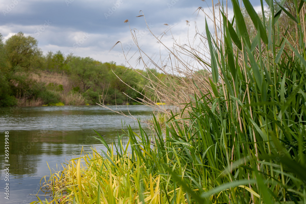 Grass reeds along the river bank with cloudy blue sky Grass reeds along the river bank with cloudy blue sky