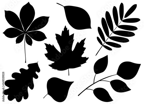 Set silhouettes of autumn leaves rowan maple oak chestnut chestnut black color vector illustration