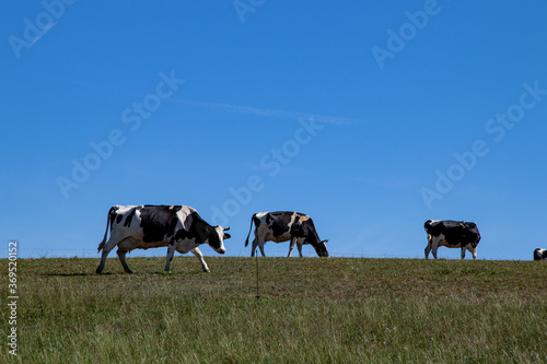 black and white cows up the hill on a meadow, blue sky