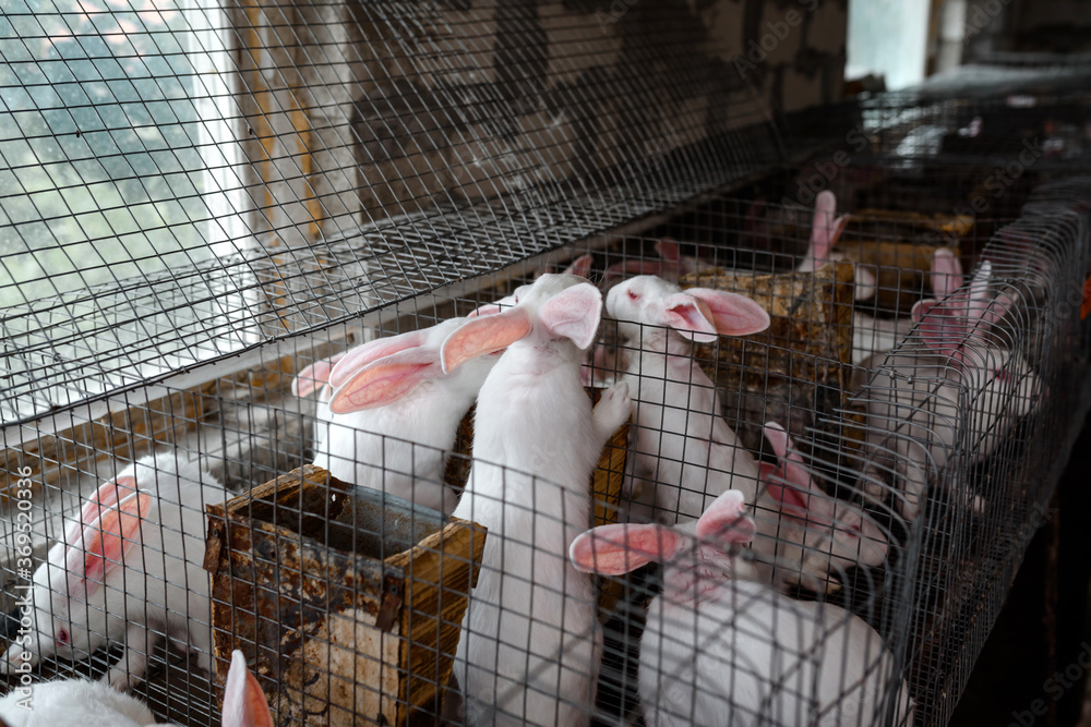 white rabbits in metal cages in a rabbit farm Stock Photo Adobe Stock
