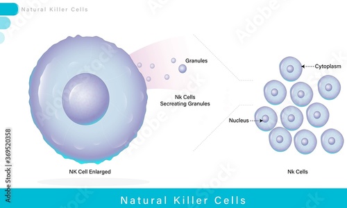 Natural killer cell Secreting Granules with Cytotoxic materials to kill Infected cell or cancer cell