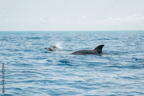 Dolphins swimming on blue ocean in Zanzibar