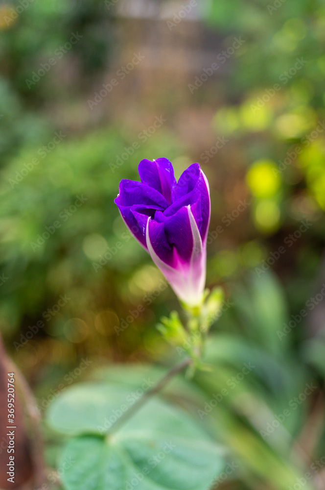 Fototapeta premium half-opened purple bindweed in the early morning