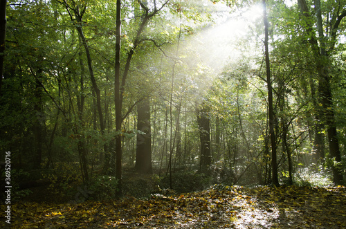 LIGHT UNDERWOOD photo