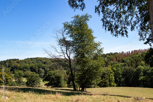 single tree in country landscape, oak tree, forest in the background