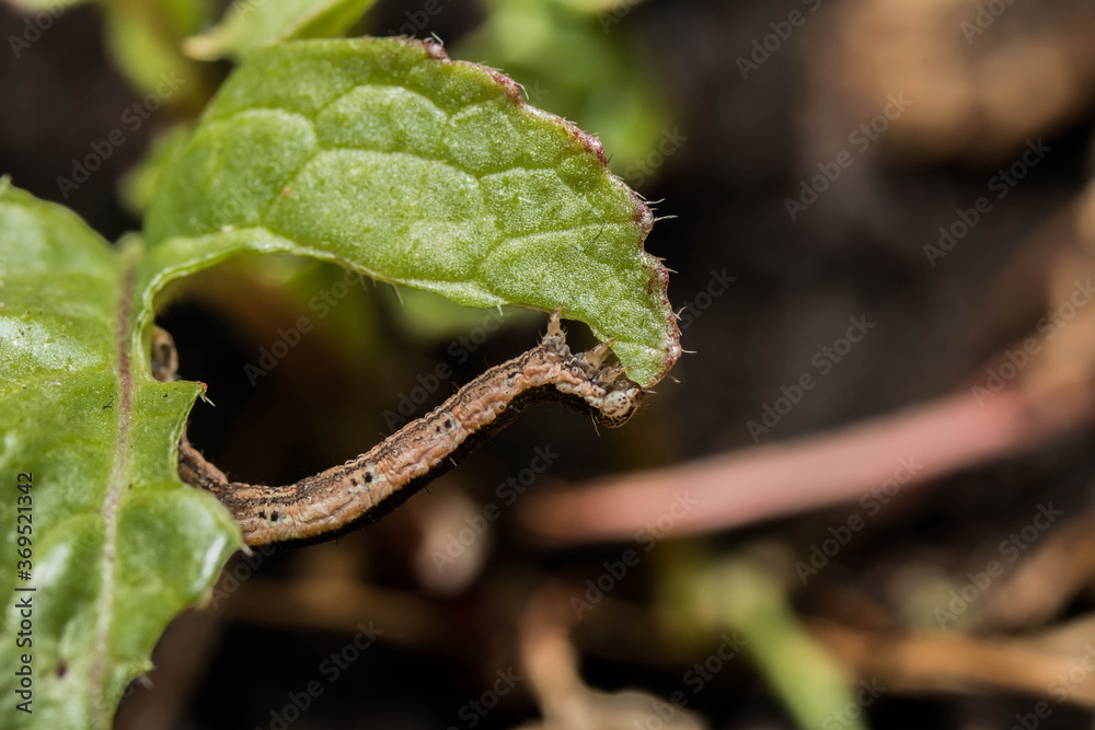 Fototapeta premium brown caterpillar on a leaf