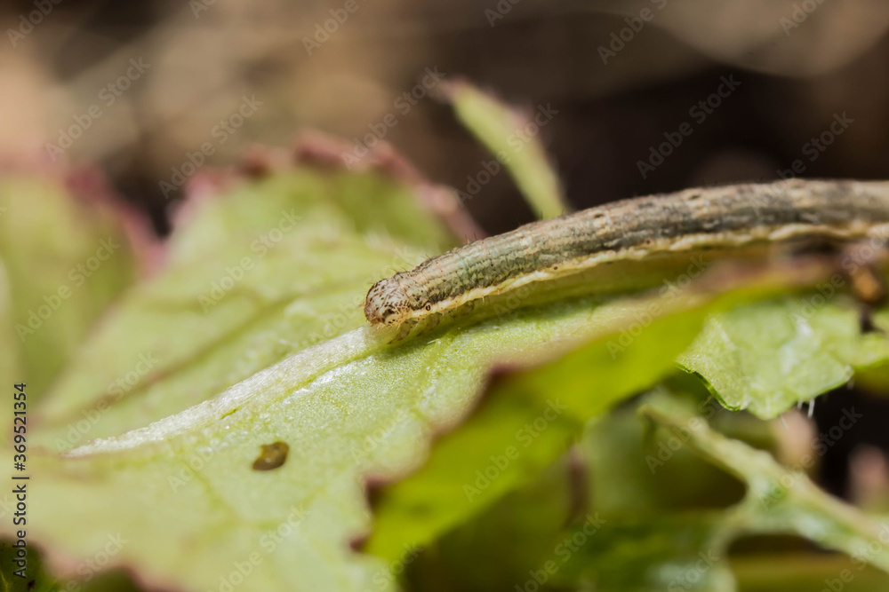 caterpillar on a leaf