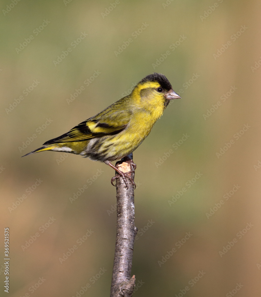 Obraz premium Profile Of A Male Siskin, Carduelis spinnus, Resting Perched On Top Of A Twig Against A Diffuse Background Of A Grassy Field