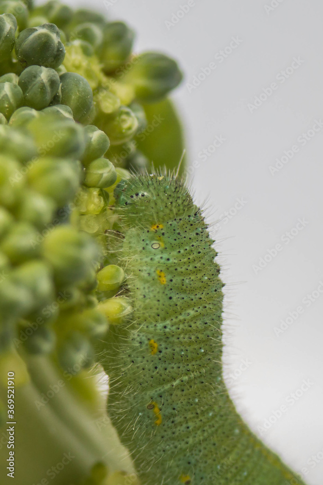 Caterpillar green cabbage white Butterfly broccoli Caterpillar green cabbage white Butterfly broccoli