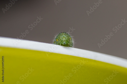 half Caterpillar green transformation half cocoon cabbage white Butterfly face photo