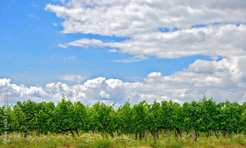 Cloudy sky and green vineyard
