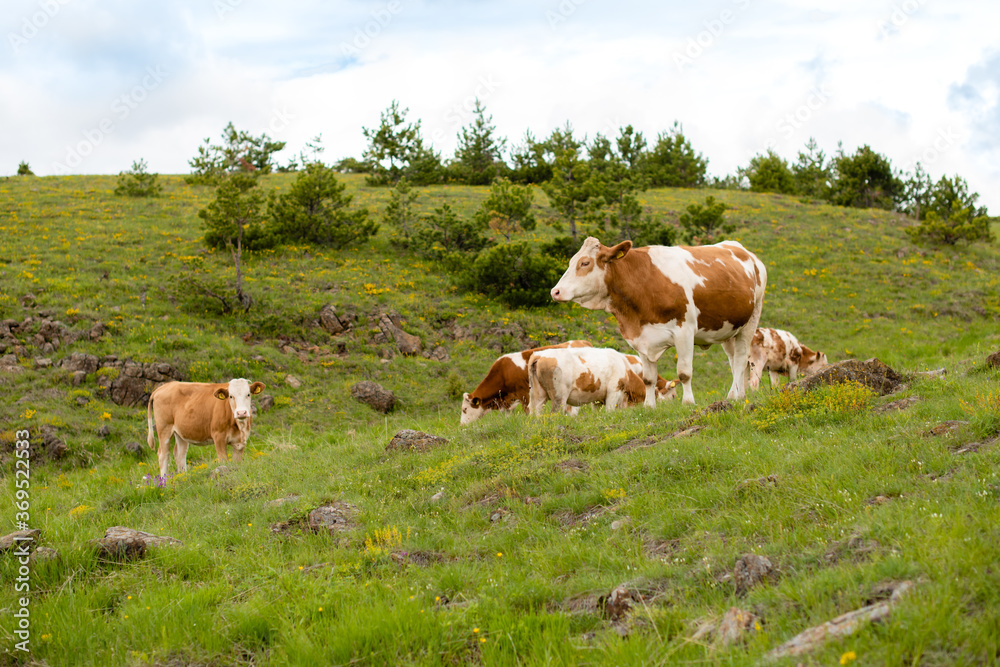 A brown cows on a meadow