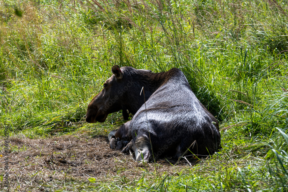 large brown moose resting in its paddock in summer large brown moose resting in its paddock in summer
