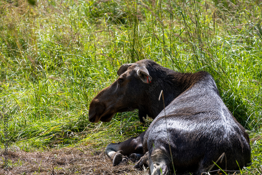 large brown moose resting in its paddock in summer large brown moose resting in its paddock in summer