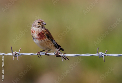 Male Linnet, Carduelis Cannabina, Sitting Perched Upright On A Barbed Wire Fence With A diffuse Background Of A Field On A Salt Marsh. Taken at Keyhaven UK