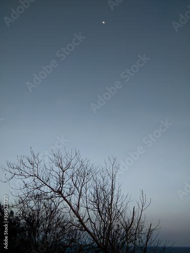 Dry tree with bald branches and the moon at the evening.