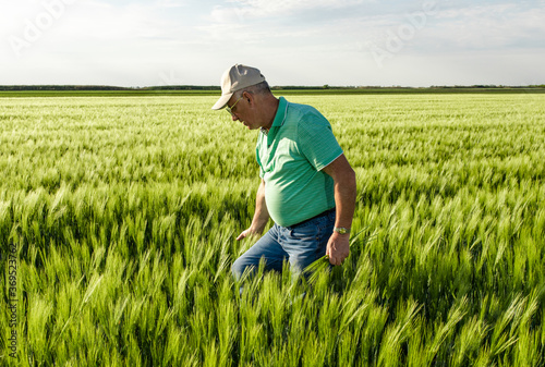 Senior farmer standing in in wheat field examining crop. © Zoran Zeremski