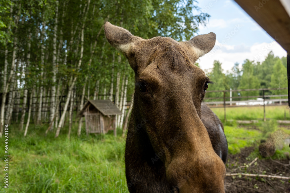 large brown moose resting in its paddock in summer large brown moose resting in its paddock in summer