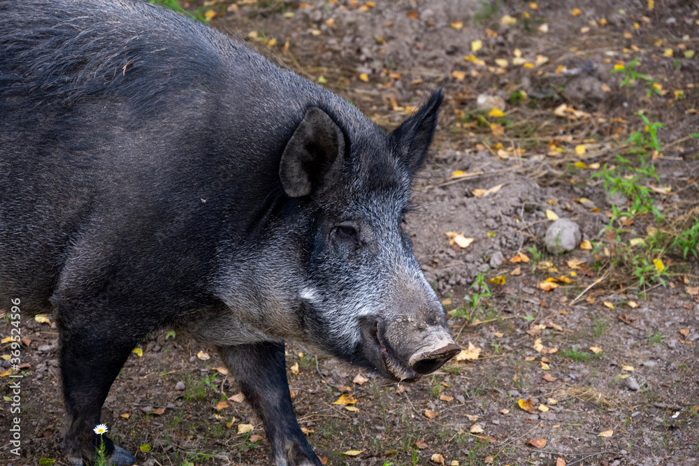 gray big wild pig looking for food in the grass gray big wild pig looking for food in the grass
