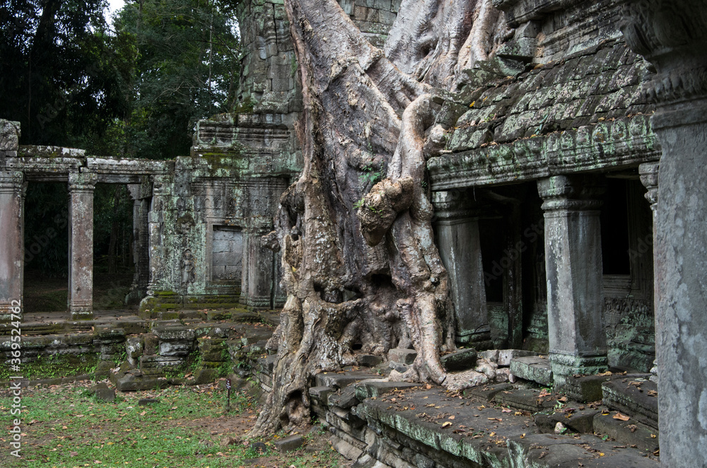 Angkor Wat ancient ruins, Khmer Empire, Siem Reap, Cambodia. Amazing exotic tree and architectural detail, close up Angkor Wat ancient ruins, Khmer Empire, Siem Reap, Cambodia. Amazing exotic tree and architectural detail, close up