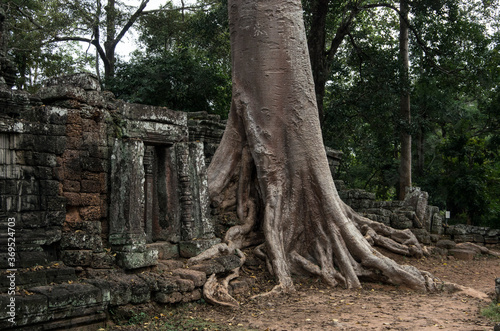 Angkor Wat ancient ruins  Khmer Empire  Siem Reap  Cambodia. Amazing exotic tree and architectural detail  close up