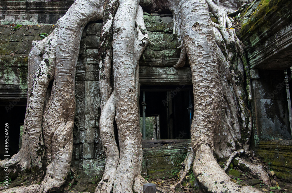 Angkor Wat ancient ruins, Khmer Empire, Siem Reap, Cambodia. Amazing exotic tree and architectural detail, close up Angkor Wat ancient ruins, Khmer Empire, Siem Reap, Cambodia. Amazing exotic tree and architectural detail, close up
