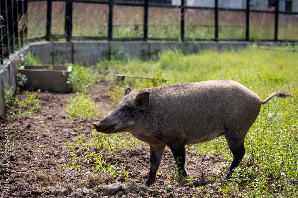 gray big wild pig looking for food in the grass gray big wild pig looking for food in the grass