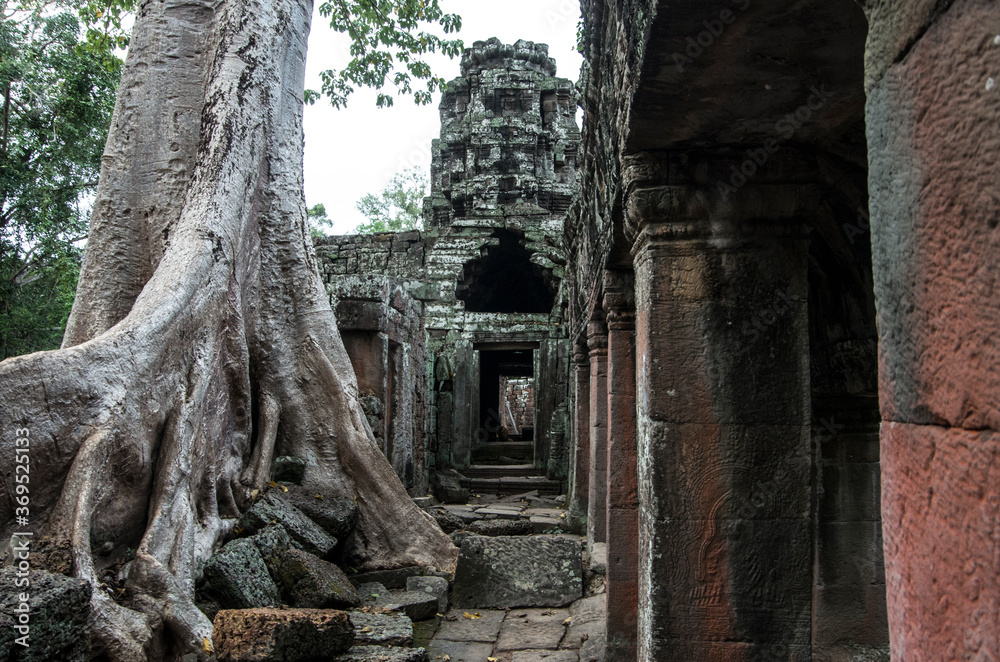 Angkor Wat ancient ruins, Khmer Empire, Siem Reap, Cambodia. Amazing exotic tree and architectural detail, close up