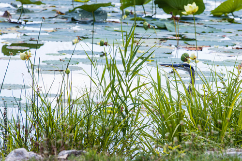 Great Blue Heron A1R_7376